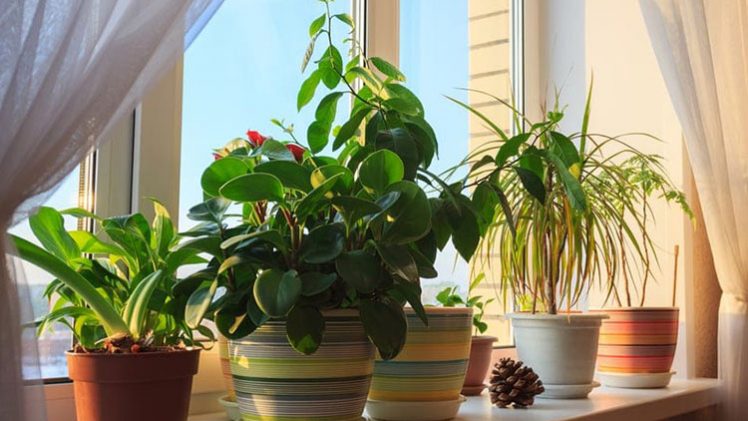 Going on Holiday? Here’s How to Make Sure Your Pot Plants Survive